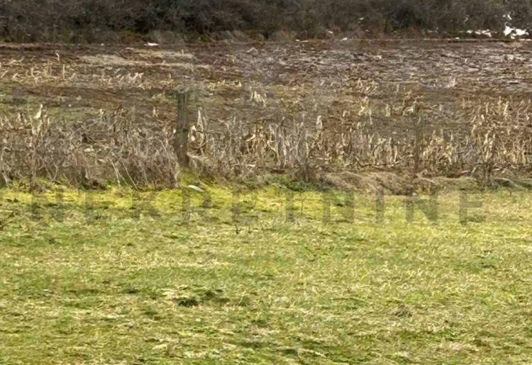 Boljevac - Bačevica,  poljoprivredno zemljište površine  oko 10ha 