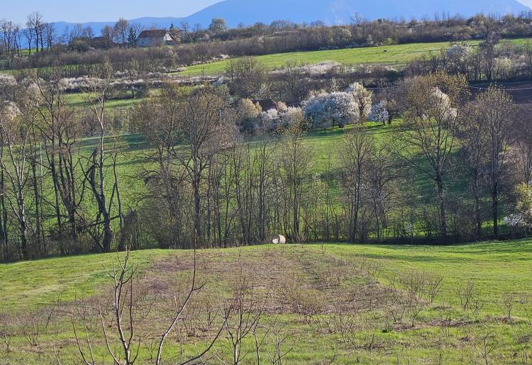 Boljevac - selo Podgorac , poljoprivredno zemljište u komadu površine 17338m2