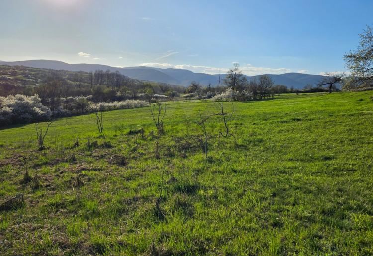 Boljevac - selo Podgorac , poljoprivredno zemljište u komadu površine 17338m2