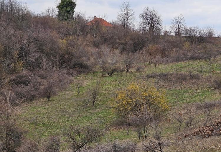 Boljevac - Dobro Polje ,poljoprivredno i šumsko zemljište - 60.270m2