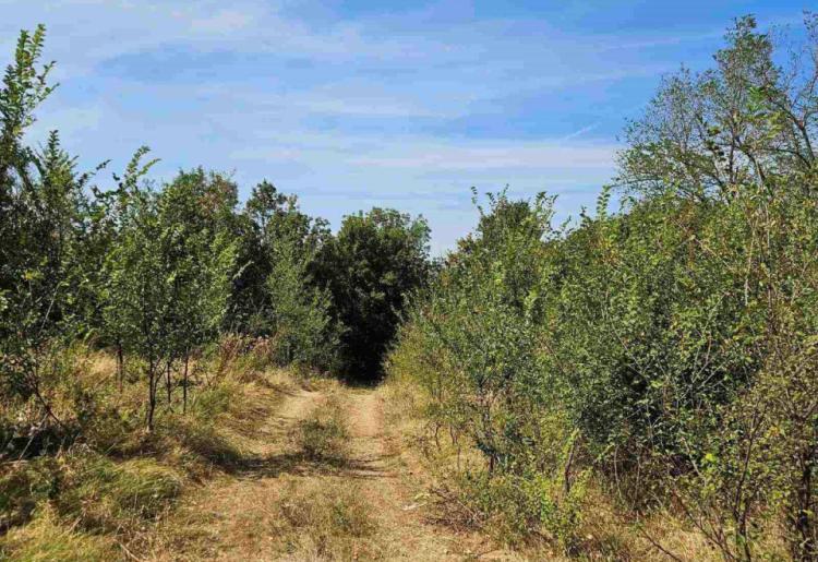 Mirovo- samo podnozje Rtanj planine