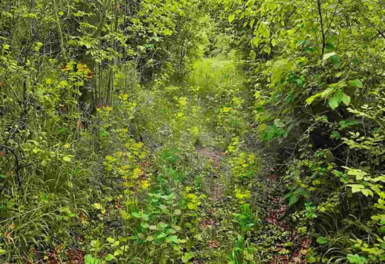 Rujište - podnozje planine Rtanj,građevinsko zemljište 1234m2