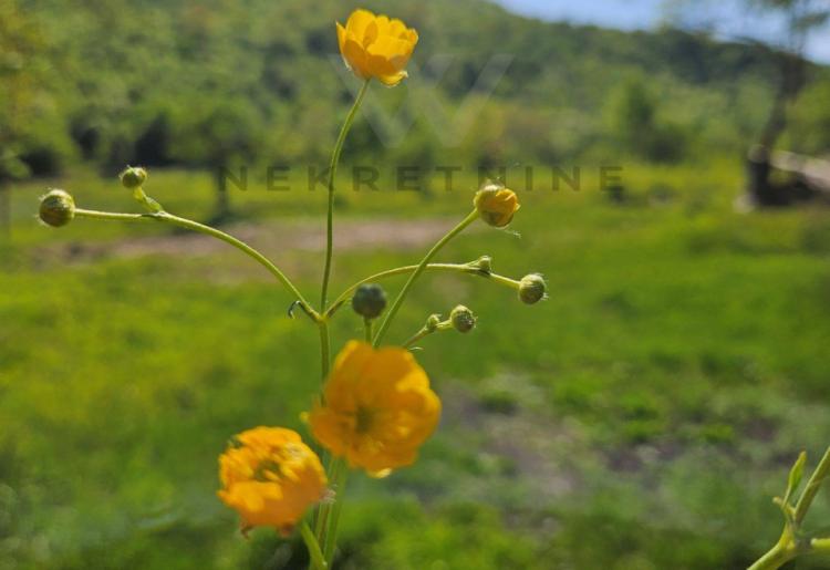 Ilino-samo podnozje  Rtnja,gradjevinsko i poljoprivredno zemljiste sa ucrtanim objektima 10460m2