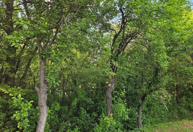 Mirovo - Boljevac poljoprivredno zemljiste  povrsine 1373m2